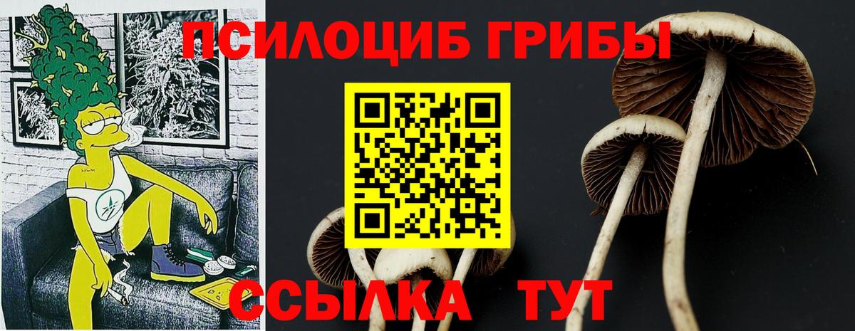 Псилоцибиновые грибы Psilocybine cubensis Краснодар